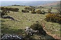 High Sheep Pasture west of Dartmoor in PL19 9NU