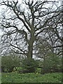 Oak tree on south side of Tyler's Causeway, Hertfordshire in SG13 8NE