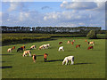 Pasture with cattle, Harwell in OX11 0JL