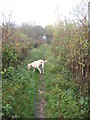 Public Footpath leading to footbridge over the River Mole, just North west of Horley, Surrey in RH6 0HJ