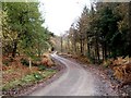 Forestry road in the Wyre Forest in Autumn in DY12 3AQ