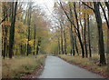 2009 : Grand Avenue Savernake Forest in autumn in SN8 3HN