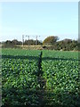 Footpath Across Field in Thrandeston