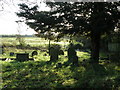 All Saints Churchyard, Sawtry in PE28 5UZ