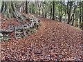 Footpath in Arnside Knott Woods in LA5 0EY