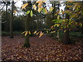 Woodland path within Sutton Park in B73 6XD