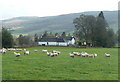 Sheep grazing at Middleton of Derculich in PH9 0LR