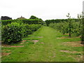 Footpath through the apple orchards at Felderland in CT14 0BT