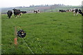 Strip Grazing at Merrivale Farm in HR2 8BA