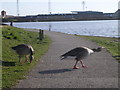 Greylag Geese, Barrow-in-Furness in LA14 5UG