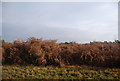 Autumnal coloured bracken by the Vanguard Way in TN6 3SX