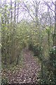 Footpath in Winterbourne Wood in ME13 9NT