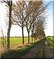 Beeches in autumn colours beside path to Mulbarton in NR14 8DJ