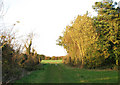 Sunlit trees on woodland edge in NR14 8DJ