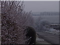 Frost on a hedge in Codford St Peter
