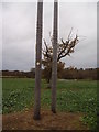 Path marker on Small telephone poles in NR15 1DJ
