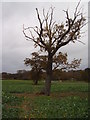 Oak trees in the fields in NR15 1DJ