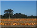 A colourful crop of pumpkins in PO14 4NX