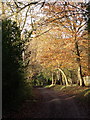 Selwyns Wood Nature Reserve entrance road, Roser's Cross, East Sussex in TN21 0QJ
