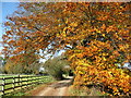 Autumn on the Oxfordshire Way in RG9 6HU