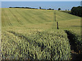 Footpath through wheat, Chalfont St Giles in HP8 4NT