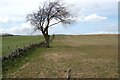 A lone tree by Coldrain in KY13 0ZN