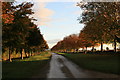 Tree lined road out of Westwell in OX18 4JT