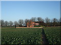 Approaching Lodge Cottage through a field of turnips in Braceborough and Wilsthorpe
