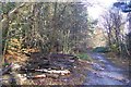 Coppiced Logs beside the footpath in Burnt Bank Wood in TN17 2PG