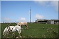 Horses, Farm Buildings and a Telecommunications Mast. in TR16 6QX