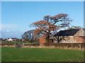 Ysgubor dan gysgod derwen / A barn under the shadow of an oak in St Asaph