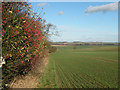 Berries in hedgerow in CB21 6AT