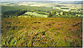 Heather Moorland in Bloom on Suie Hill. in AB54 4PL