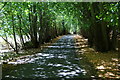 Sun-dappled road through Hangmans New Wood in IP16 4SN