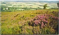 Purple Heather Blooming on the Moorland of Suie Hill. in AB54 4PL