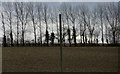Line of trees across the top of a field in CO10 9NJ