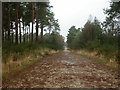 Cannon Hill, forestry road in BH21 2UR