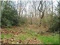 Priestclose Woods in NE42 5BY