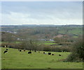 2009 : Herd of cows east of Old Mills Lane in BS39 7ST