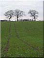 Field rising to three trees in IP7 7JR