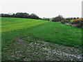 Field margin near Brokenway Copse, east of Collingbourne Kingston in SN8 3FL