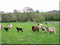 Sheep grazing near Wootton Fitzpaine in DT6 6NG