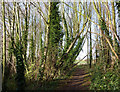 Footpath through the trees in IP9 2PX