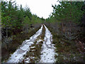 Forestry above Balnalick in IV63 6TJ
