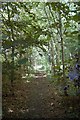 Footpath through copse Melcombe Bingham in DT2 7PX