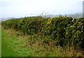 Gorse hedge, Town Pasture Lane in DL12 8UJ