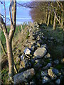 Dry stone wall superseded by fence in G72 8XY