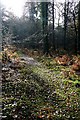 Path through the forest in GL14 3HX