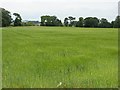 Barley field, Lethangie in KY13 8EU