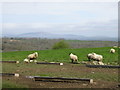 Sheep at Colby Farm in SA67 8DZ